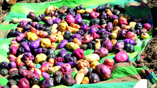 imagen «Papas andinas y quinua», reconectar con los cultivos ancestrales 
