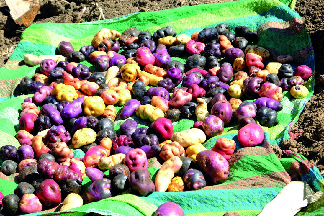 imagen «Papas andinas y quinua», reconectar con los cultivos ancestrales 